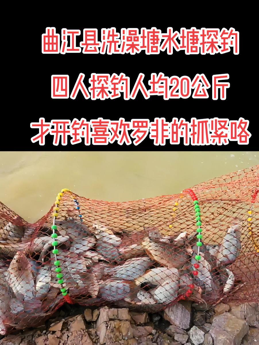 钓鱼 鱼获 罗非鱼 野钓 昆明 曲江镇洗澡堂水库养鱼10年首次对外开钓,全是生口野生鱼,终