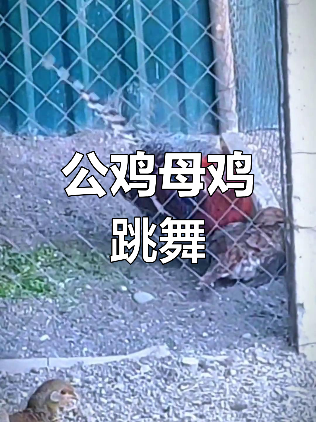 公鸡母鸡恩爱后,开心得跳起舞来,真是太可爱了!