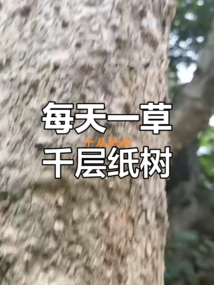 走进大山,探索千层纸树的奥秘
