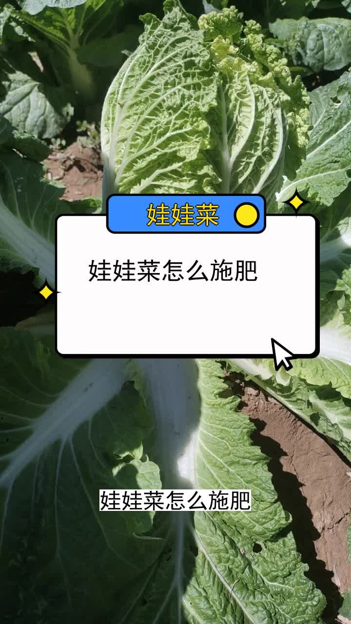 娃娃菜怎么施肥 三农种植 农业种植技