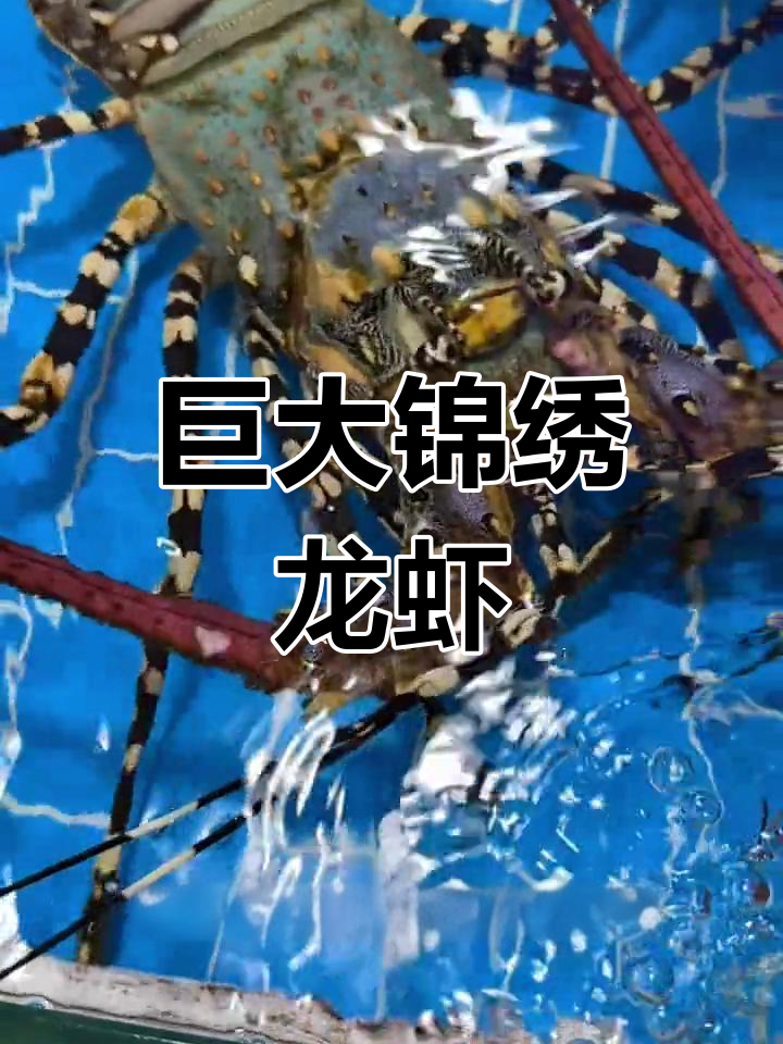 锦绣龙虾:海底巨星与保护困境