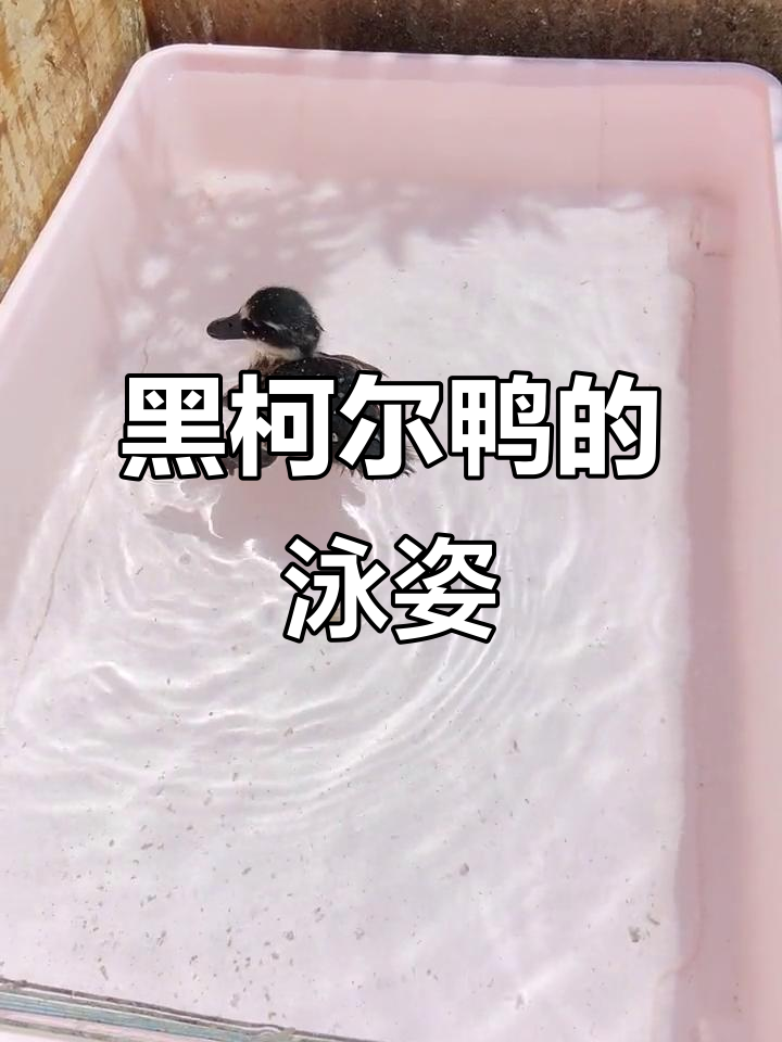 黑色柯尔鸭萌态百出，游泳超可爱