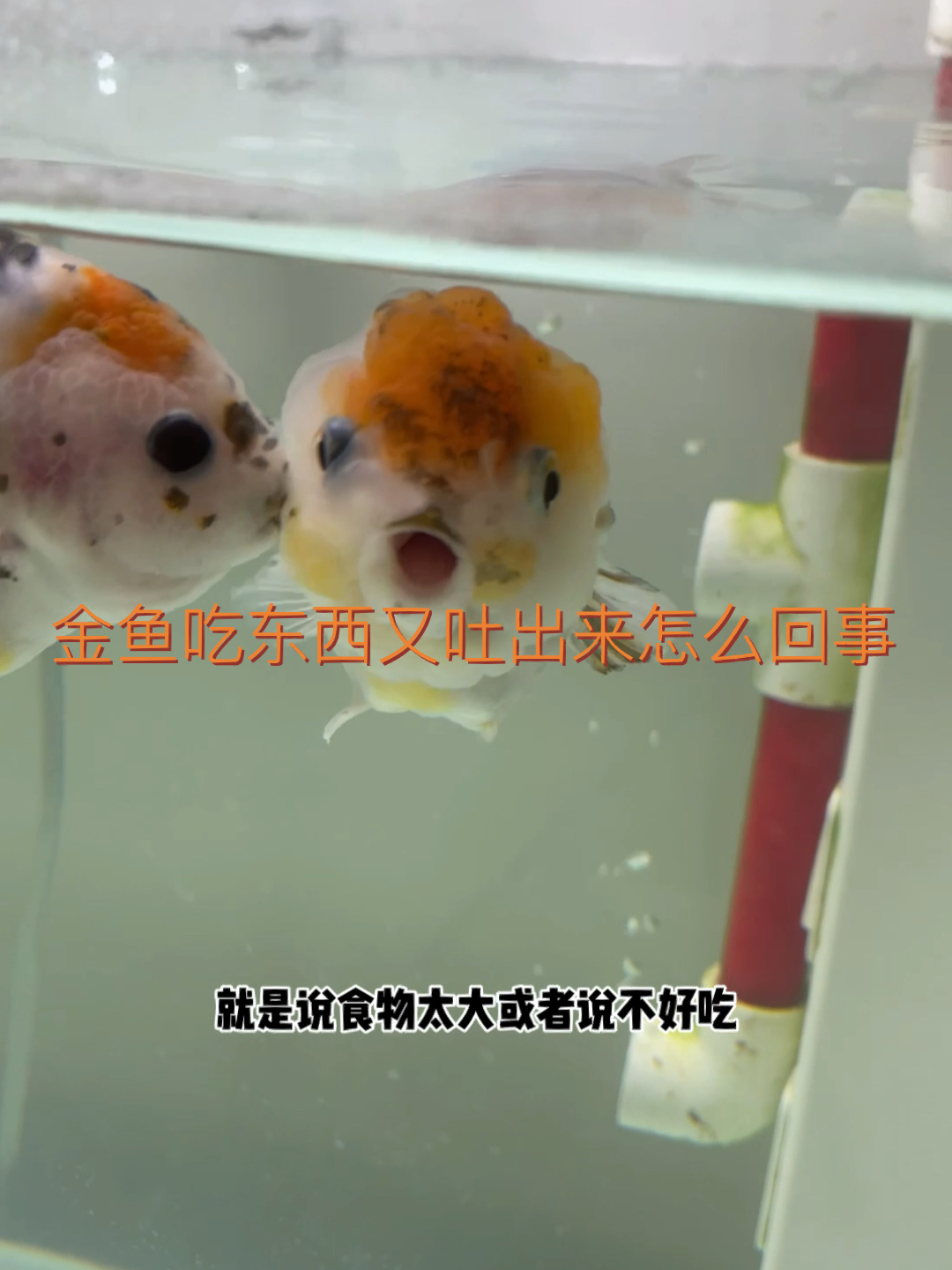 金鱼吃东西又吐出来原因
