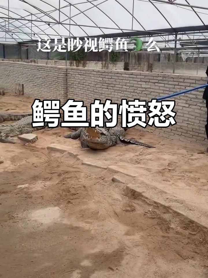 鳄鱼大哥张嘴抗议:你们真当我是空气吗?太不尊重了!