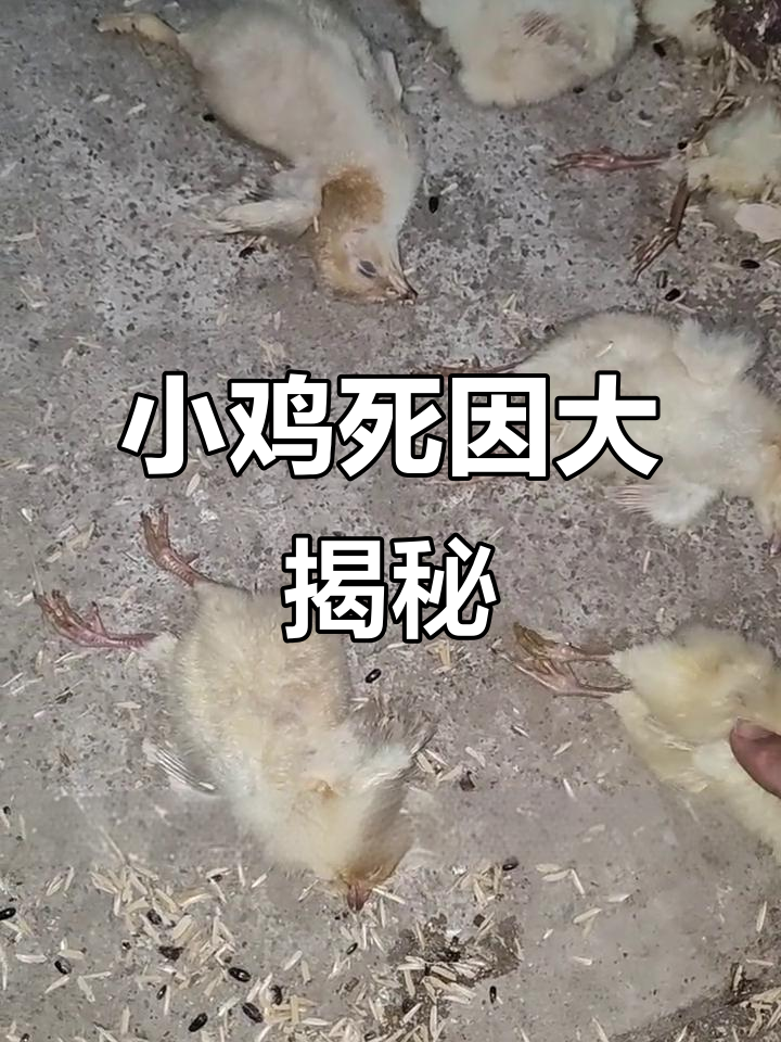 鸡苗死亡原因分析:运输、饮水和疾病三大因素