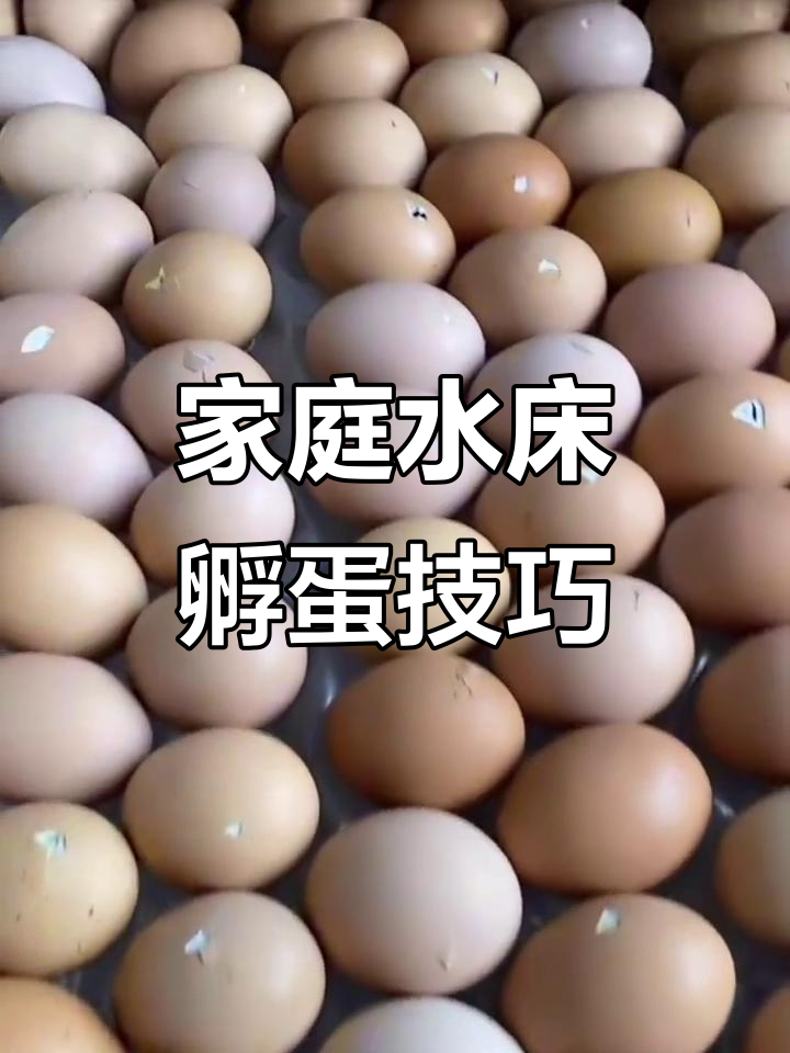 水床孵化21天，轻松搞定小鸡出壳