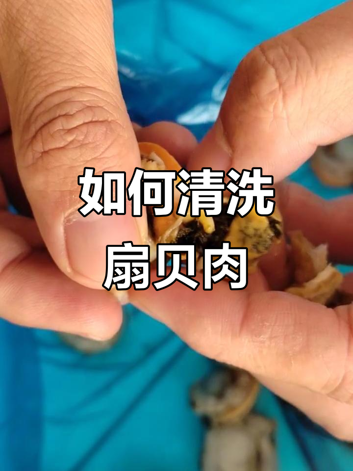 扇贝肉清理技巧,口感更佳!