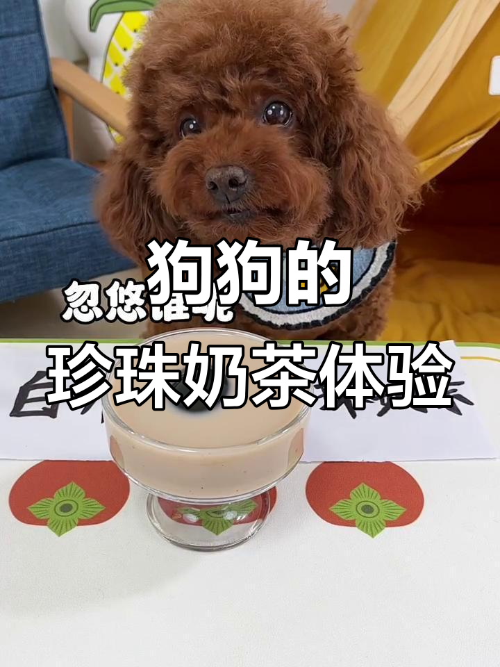 小狐狸试喝珍珠奶茶,结果表情超搞笑!