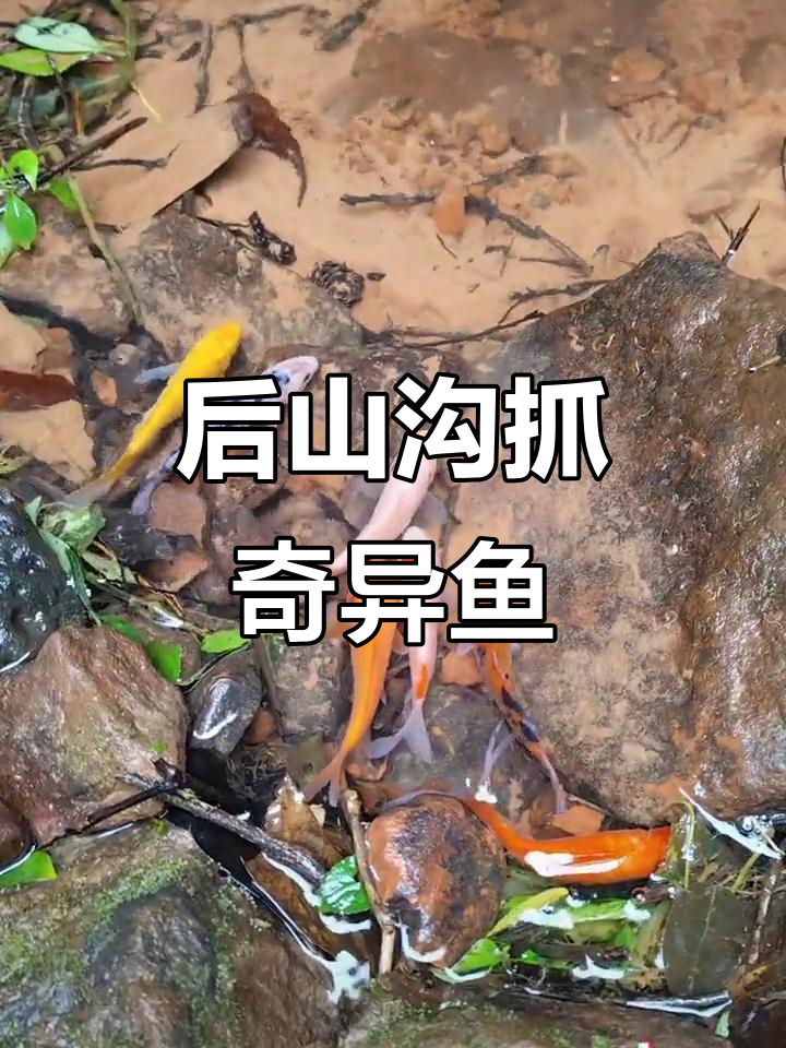 发现神秘粉红鱼,后山沟抓鱼大作战