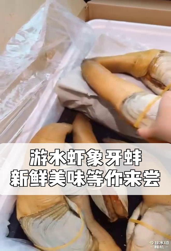 游水虾象牙蚌,新鲜美味等你来尝