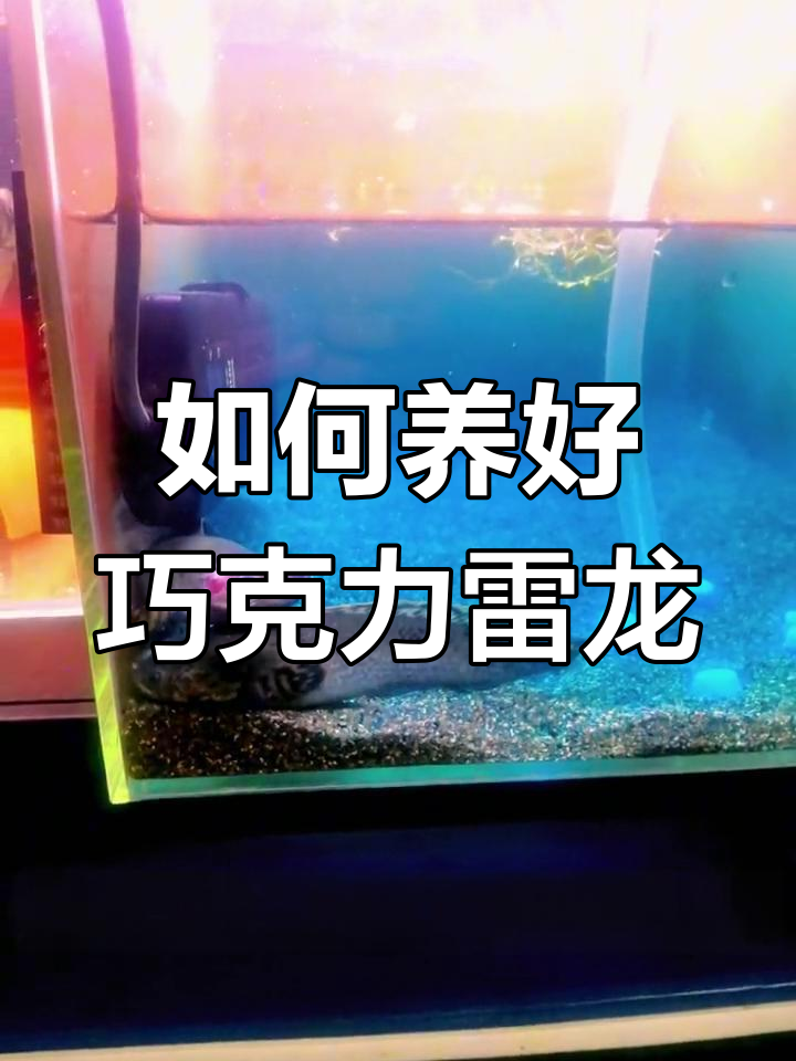 巧克力雷龙鱼饲养技巧与注意事项