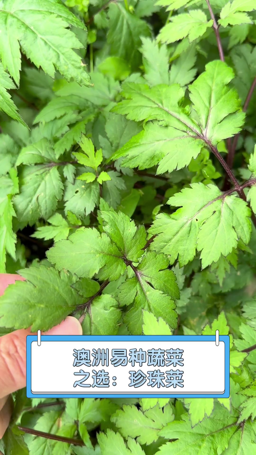 澳洲易种蔬菜之选:珍珠菜