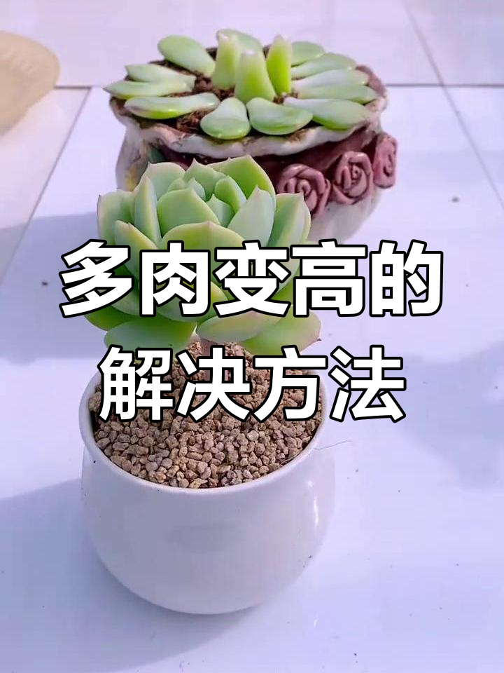 多肉植物长高怎么办?教你轻松修剪,打造完美老桩造型