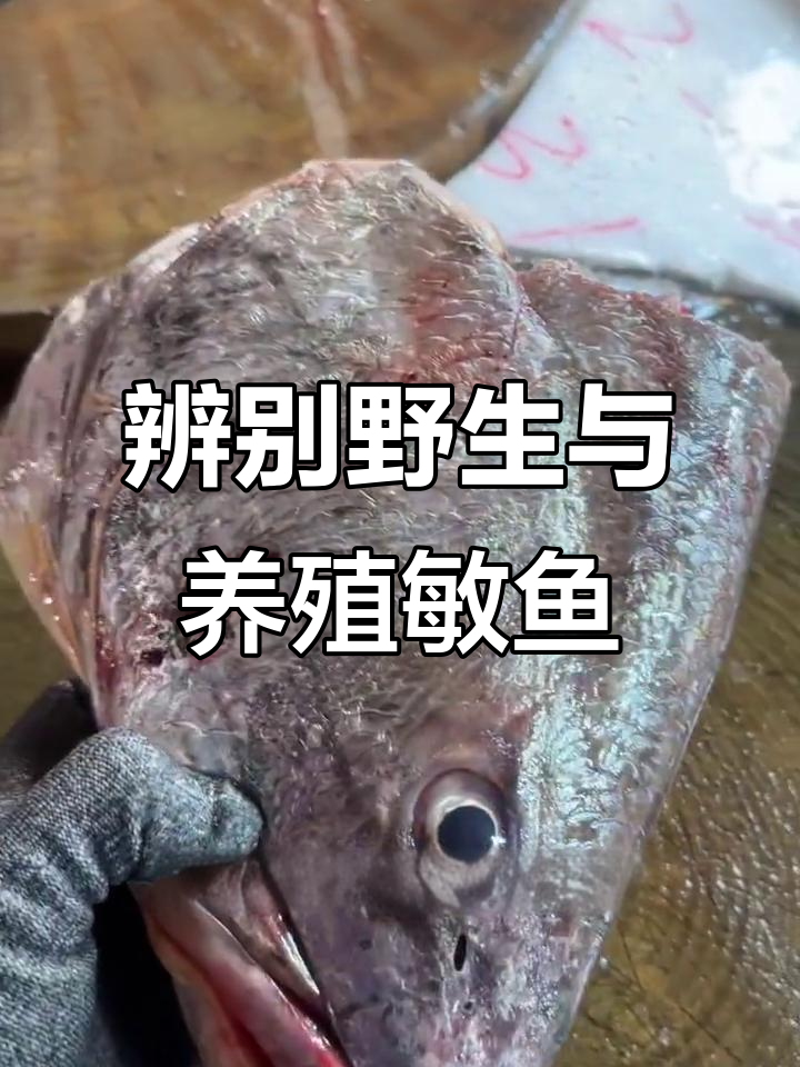 野生大敏鱼与养殖差异揭秘,如何分辨鲤鱼肉和胶质