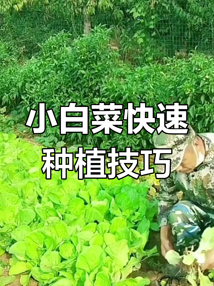轻松在家种出鲜嫩小白菜,三天发芽二十天爆盆