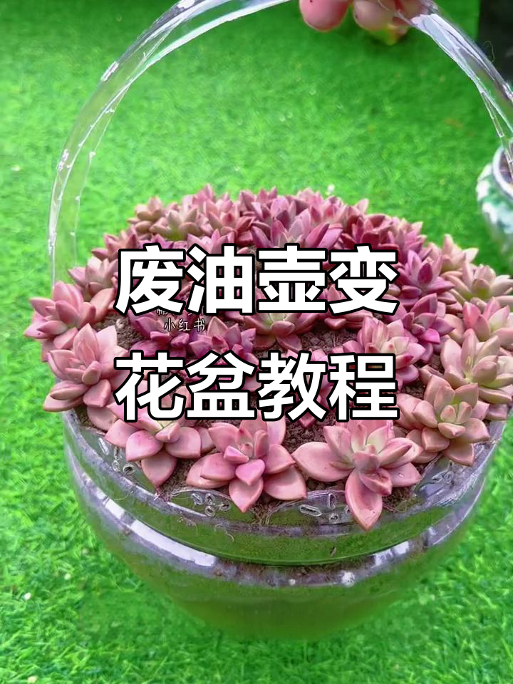 用废油壶做花盆,简单又创意十足
