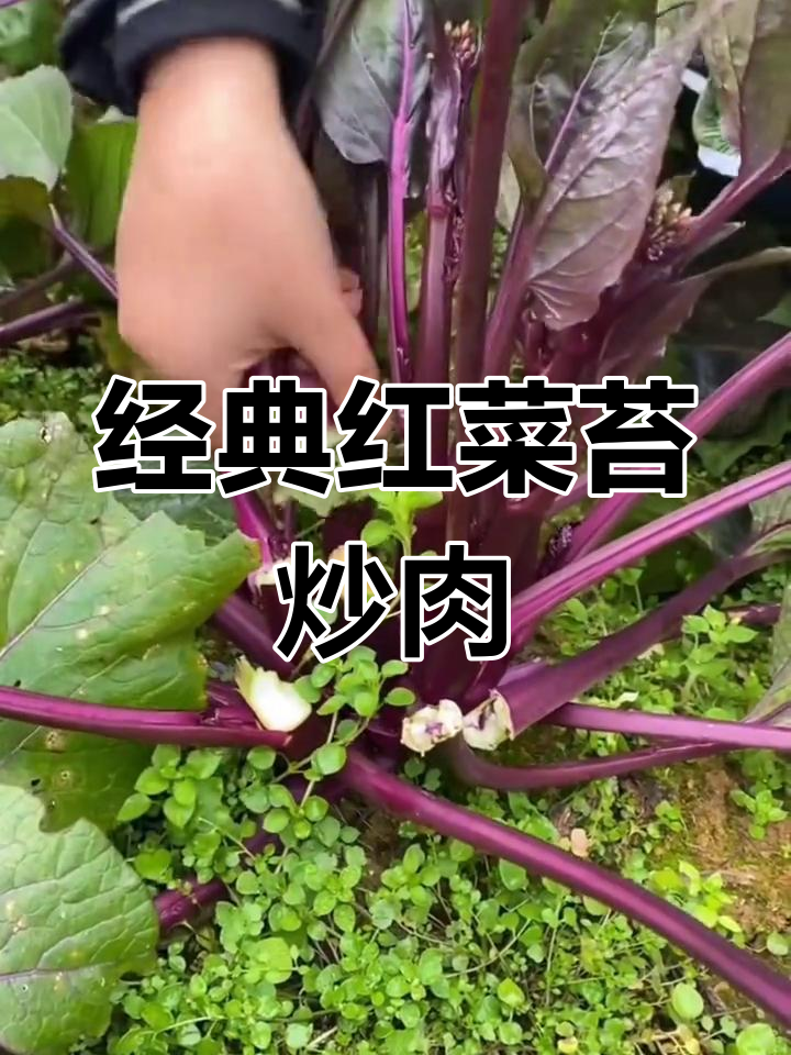 红菜苔炒肉,过年必备家常美味