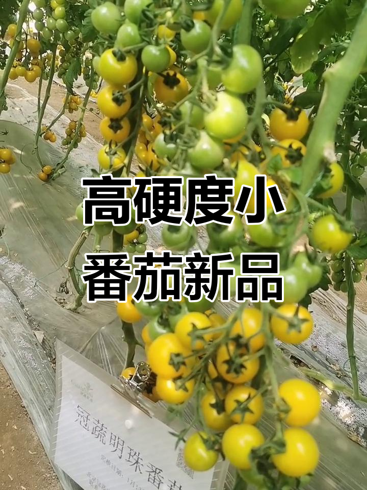 寿光展示棚探秘:高硬度小番茄品种惊艳登场