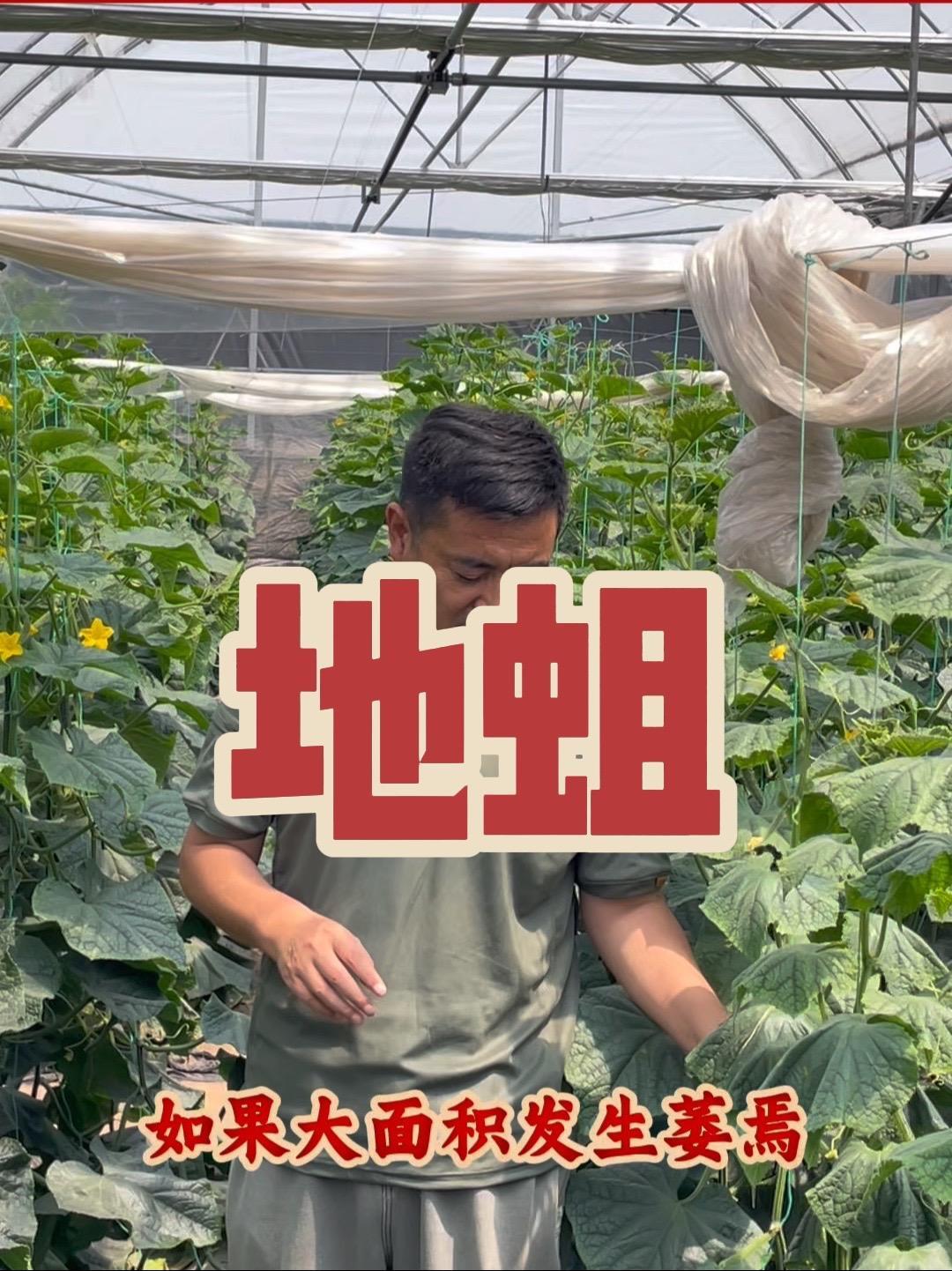 地蛆怎么防治?用了粪肥的注意了!必须防地蛆!蔬菜种植 蔬菜种植技术