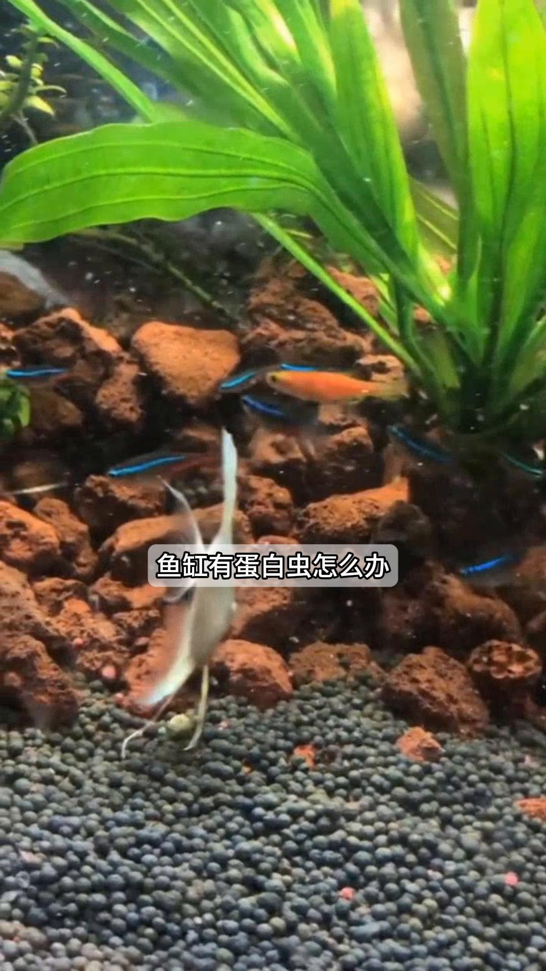 鱼缸有蛋白虫,怎么办?