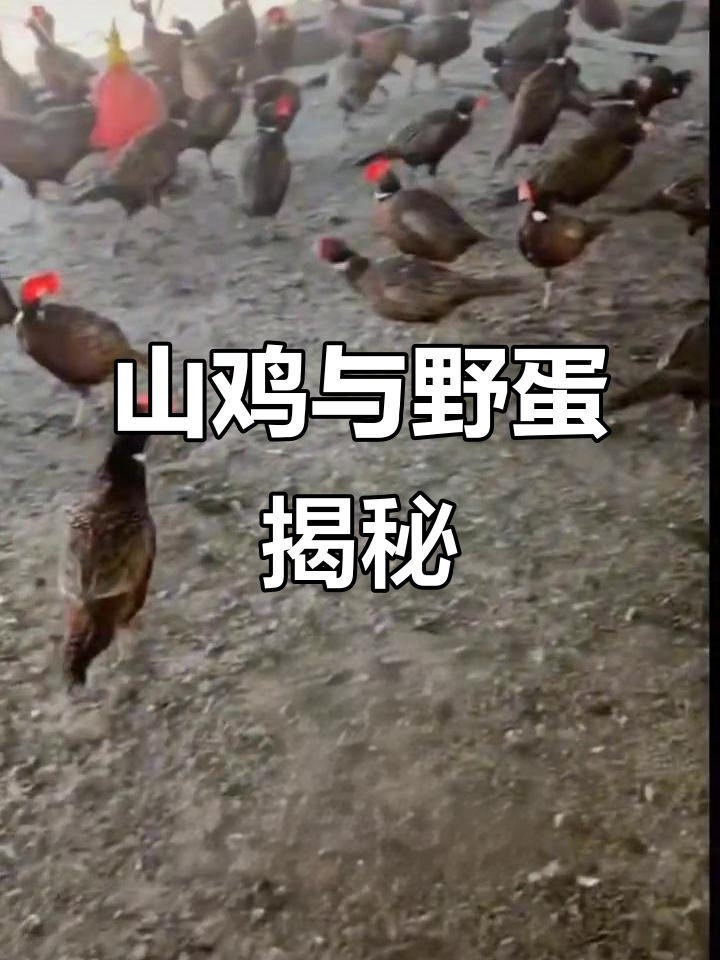 七彩山鸡与野鸡蛋:探秘野生营养宝藏