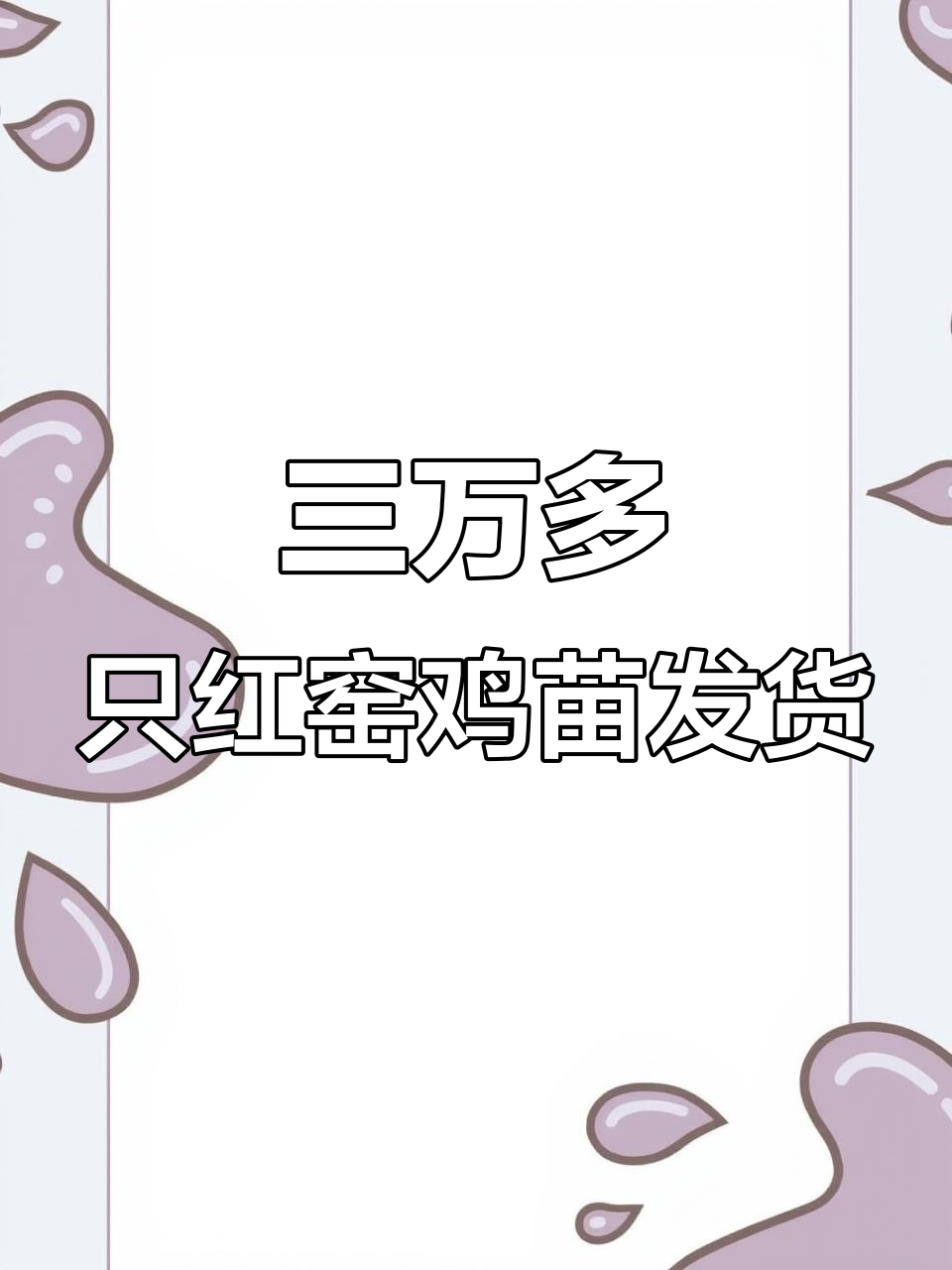 河南客户订购三万只红瑶鸡苗,装车发货现场实拍