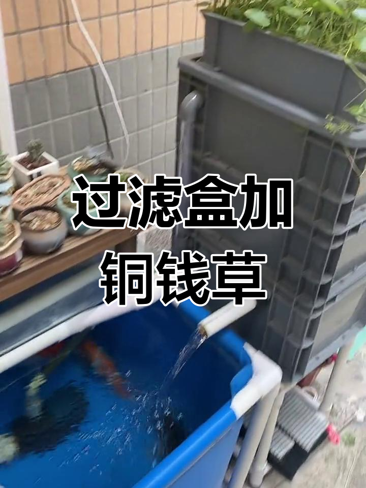 鱼缸过滤盒搭配铜钱草,提升美观效果