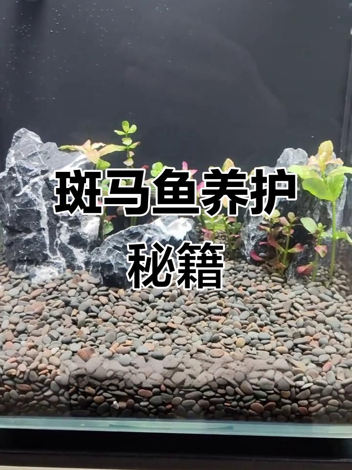 斑马鱼饲养全攻略:水质、食物与换水频率要掌握
