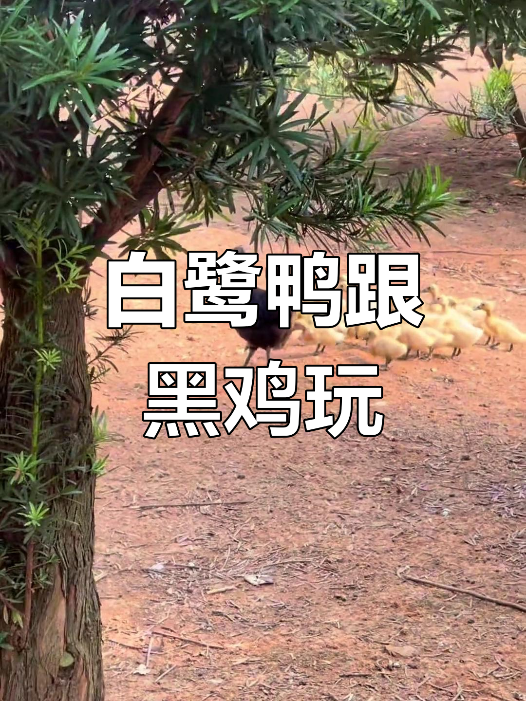 小白鹭鸭跟着母鸡玩耍,黑色鸡妈妈负责照顾它们