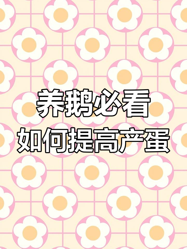 母鹅下蛋多,秘诀就在这里!