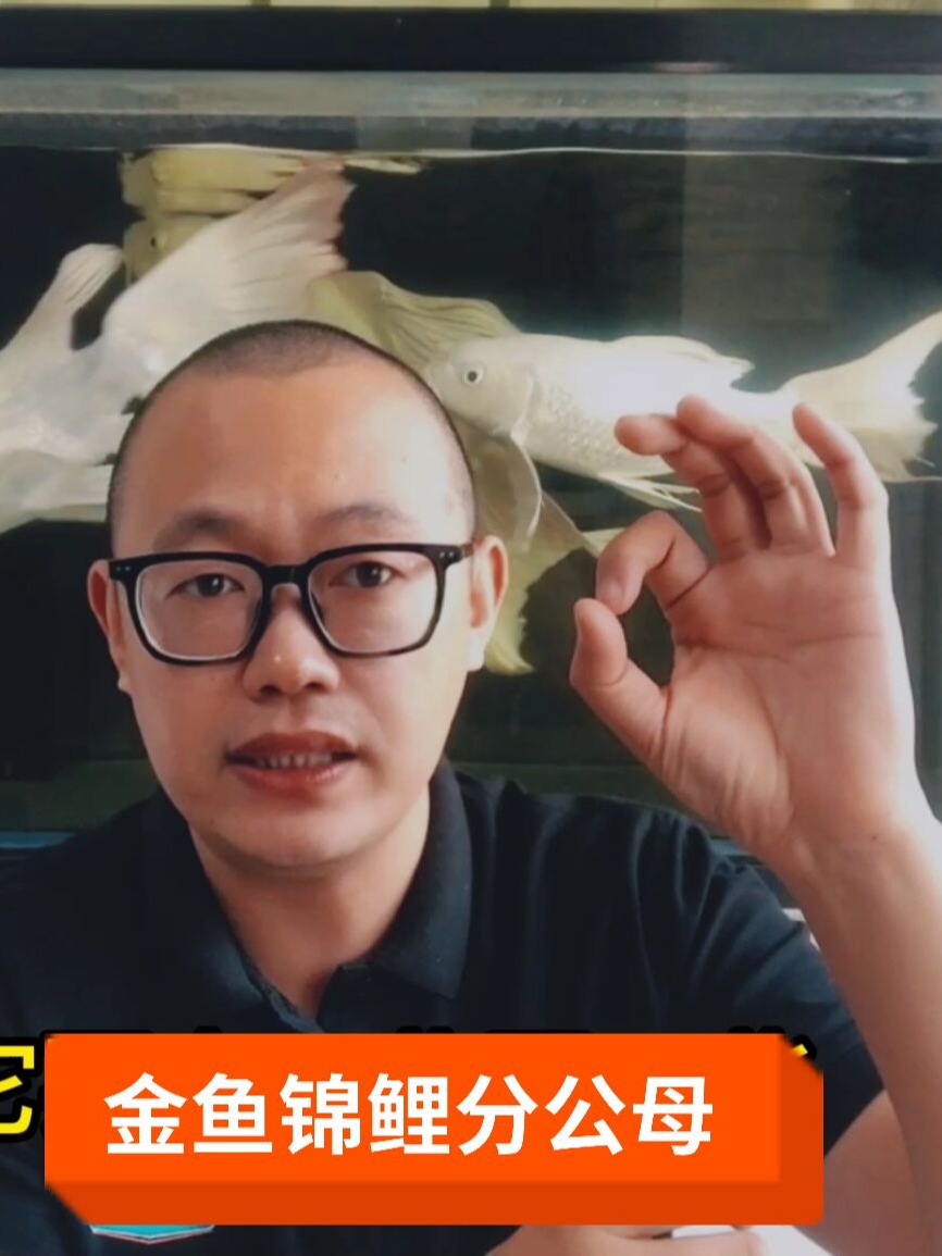 金鱼、锦鲤如何分公母?