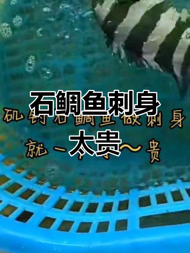 矶钓石鲷鱼,新鲜刺身美味但价格不菲