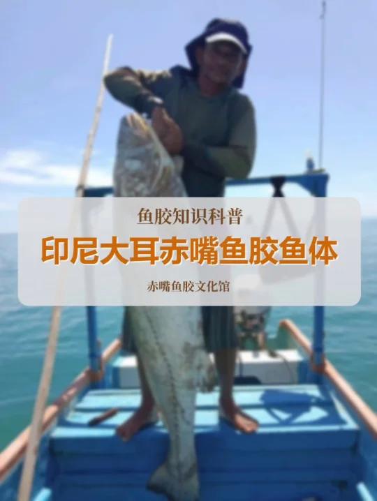 印尼大耳赤嘴鱼体图片