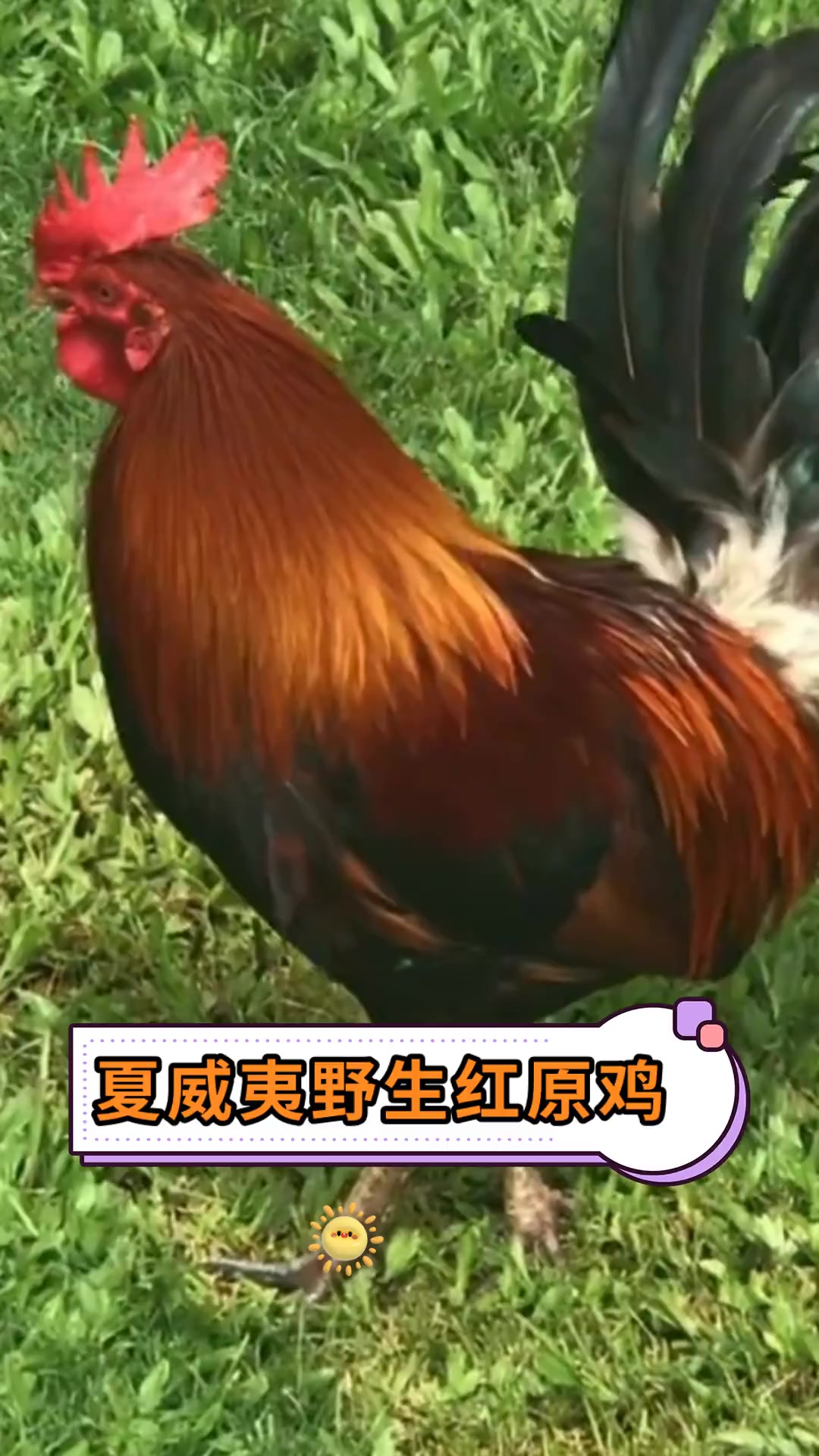 夏威夷野生红原鸡