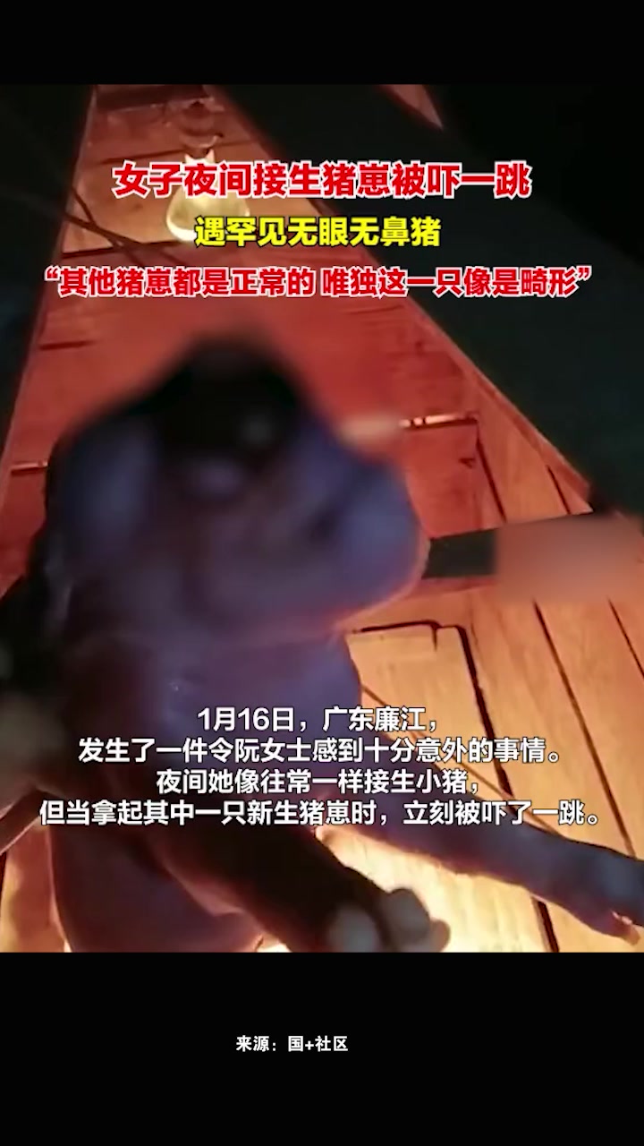 女子夜晚接生猪崽遇见无眼无鼻猪被吓一跳:以前从来没见过,看着应该是畸形