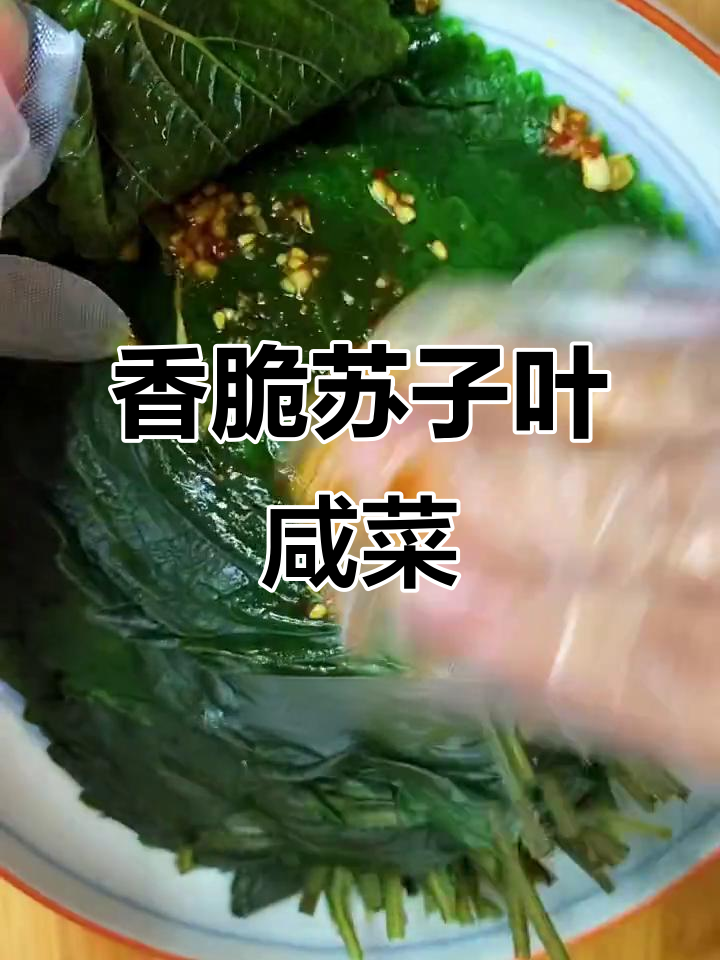 苏子叶咸菜包烤肉,香气扑鼻!做小菜超下饭
