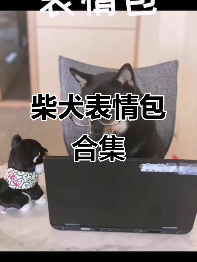 柴犬表情包大赏,萌宠搞笑来袭