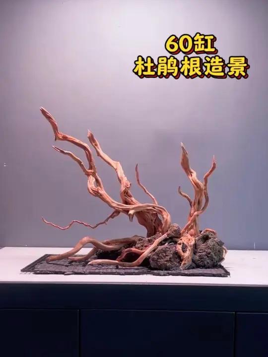 60杜鹃根造景 #沉木造景 #鱼缸造景 #司马光玩缸