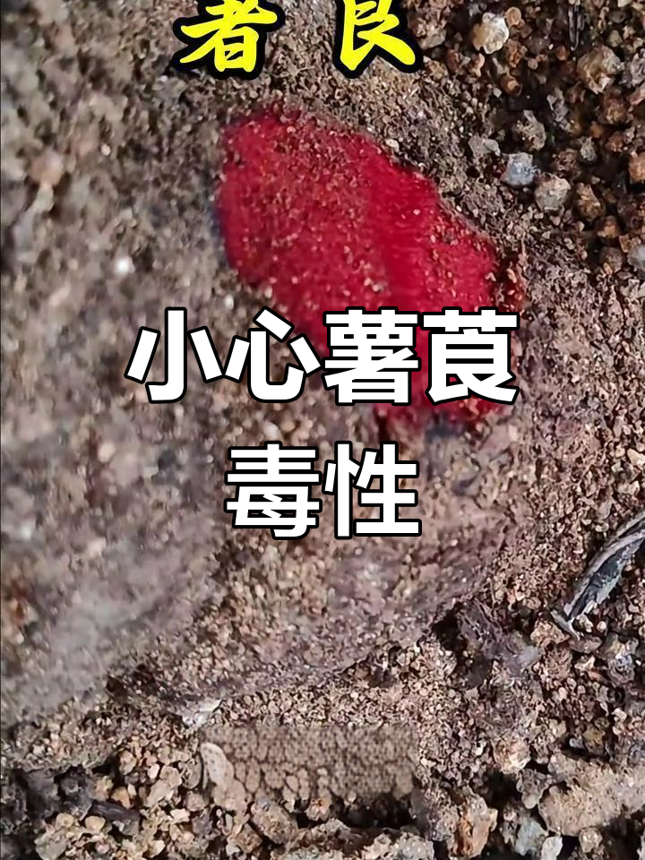 薯莨有小毒,需谨慎使用。如有不适,及时就医咨询