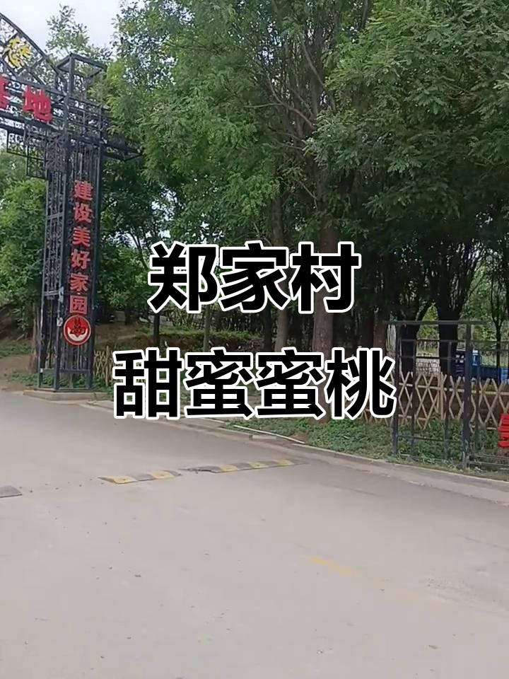 青州郑家村蜜桃大丰收,甜美桃子等你来尝