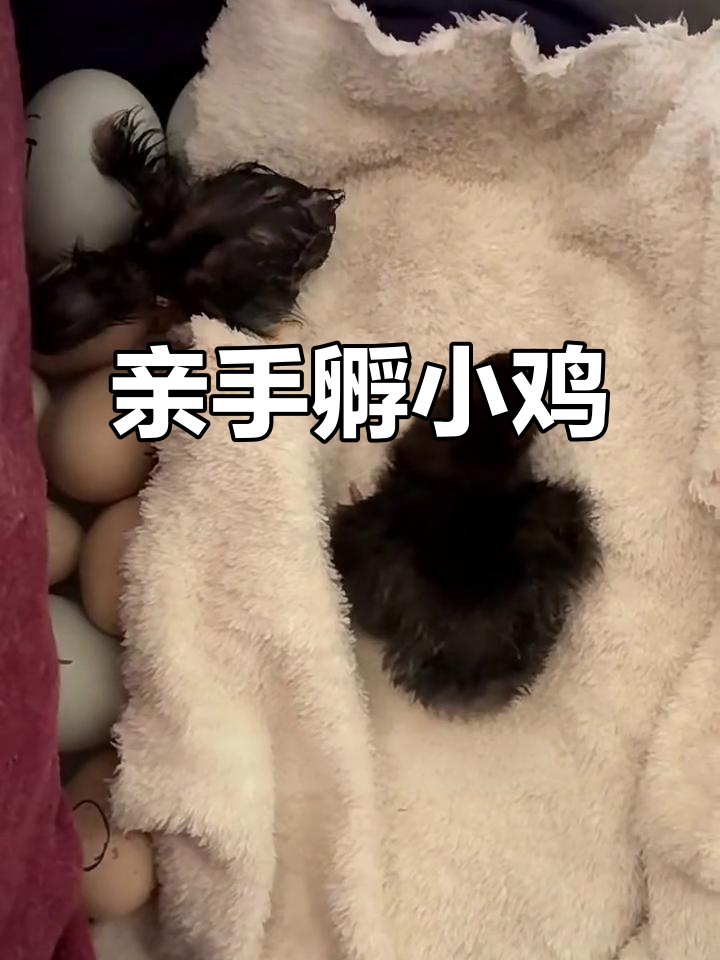 小鸡孵化全过程揭秘，21天生死时速