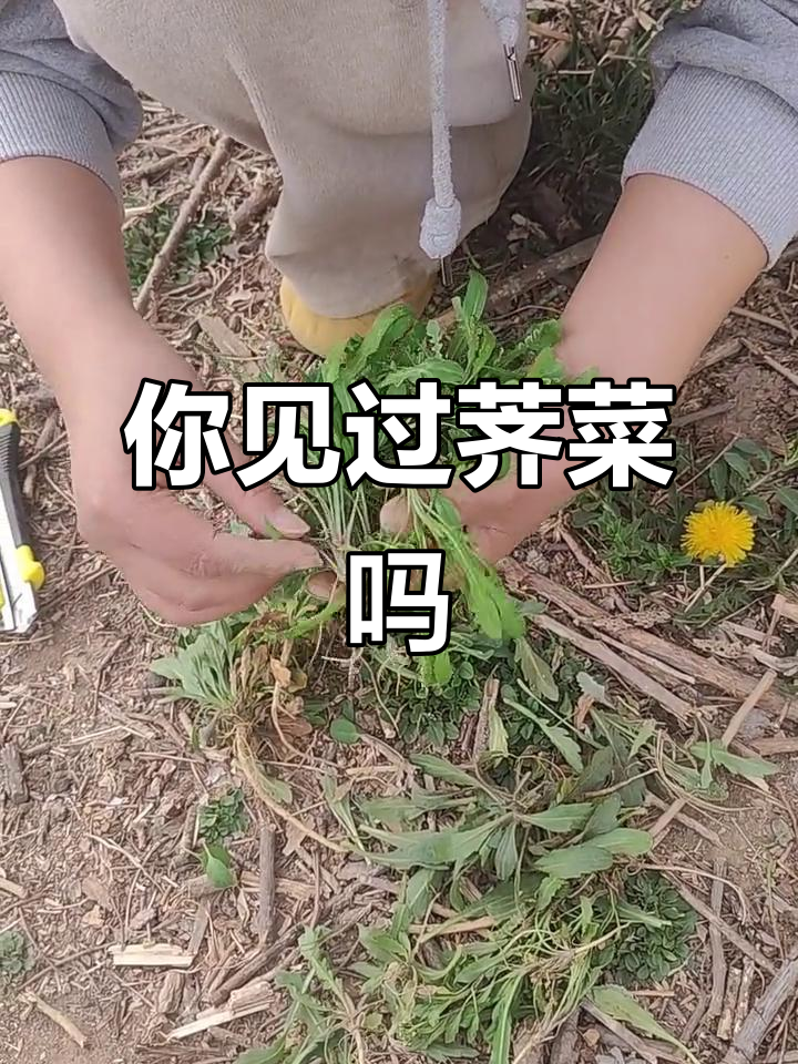 荠菜到底长啥样?看完这个视频你就知道了!
