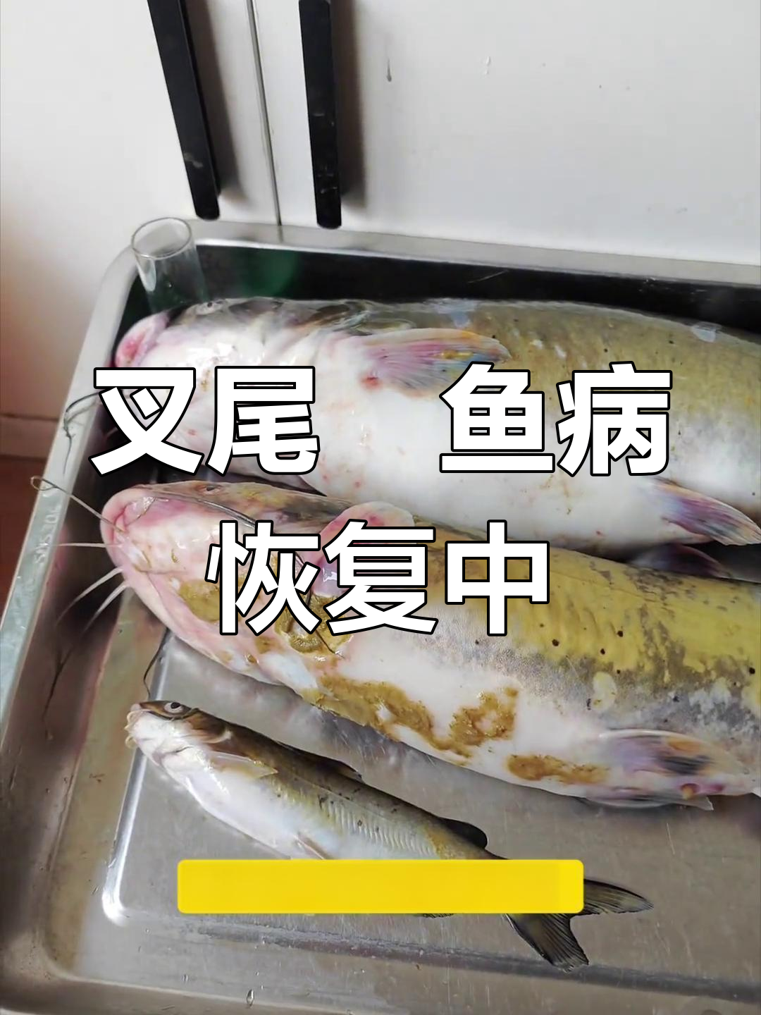 叉尾鮰鱼病治疗进展:死鱼数量增加,但整体状态好转