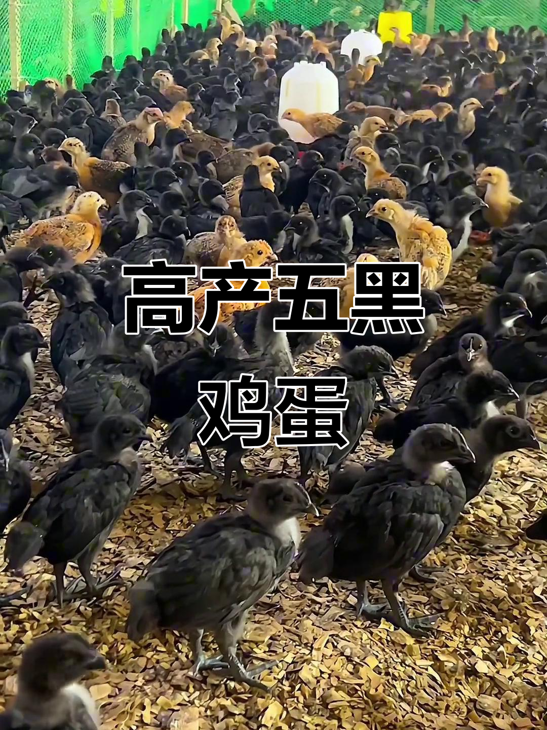 五黑绿壳蛋鸡,高产麻羽,养殖黄金时机!