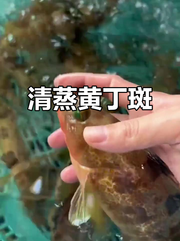 黄丁斑鱼清蒸最美味,鲜甜细腻无腥味