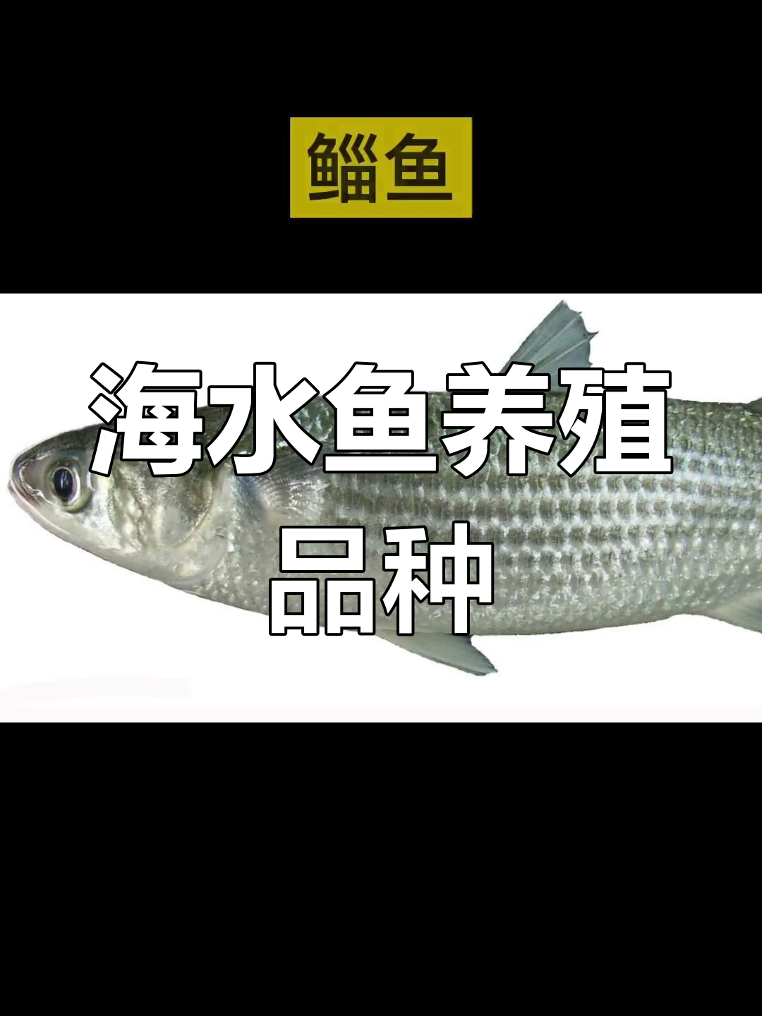 常见人工养殖海水鱼种类