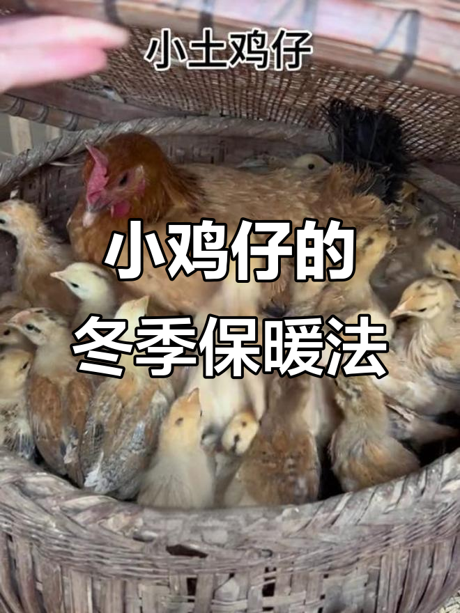寒冬来临,小鸡仔如何保暖过夜?看我们的土鸡小窝设计