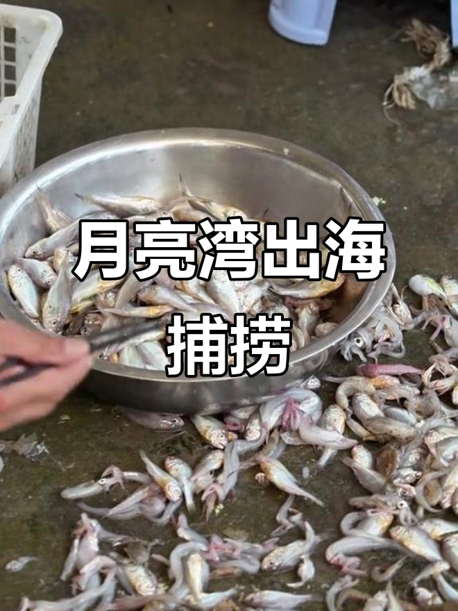 月亮湾捕鱼大丰收,螃蟹小鲨鱼一网打尽