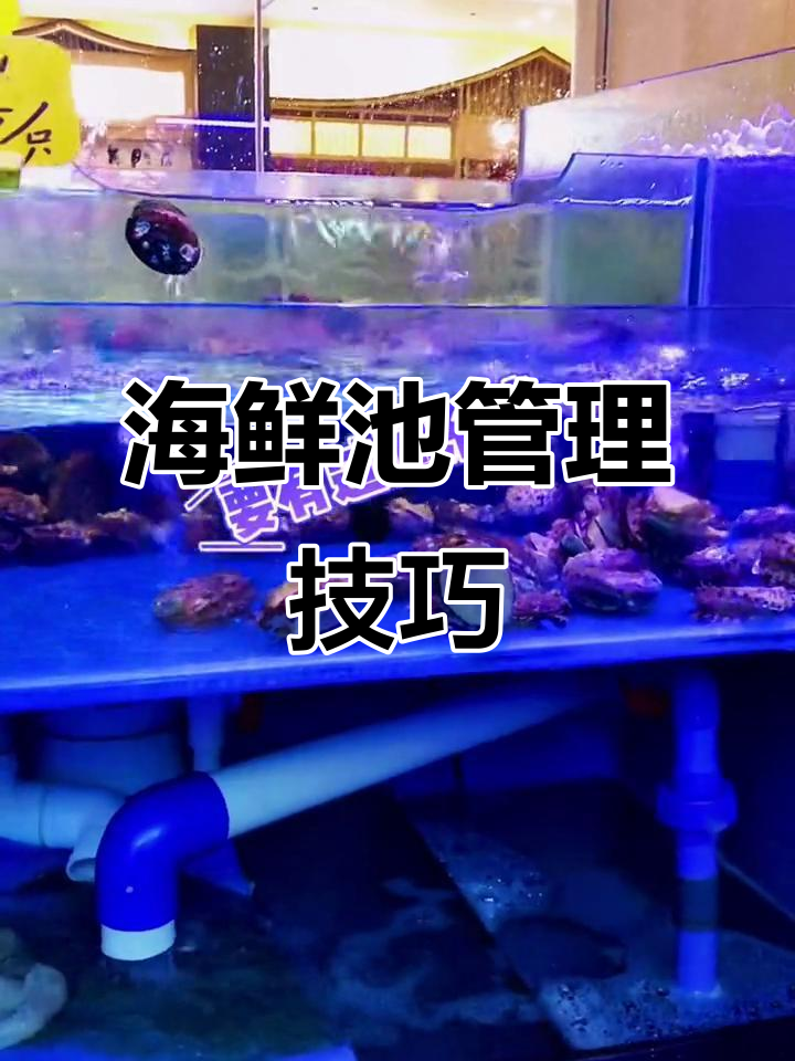 海鲜池设计与维护全攻略,如何确保海洋生物健康存活