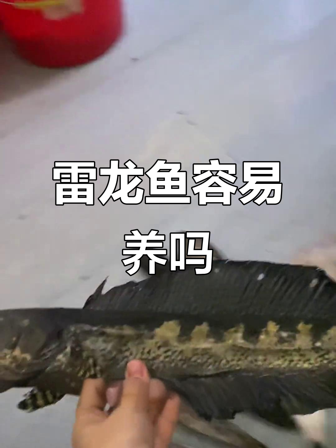 雷龙鱼好养吗?黄金眼镜蛇雷龙的养护心得